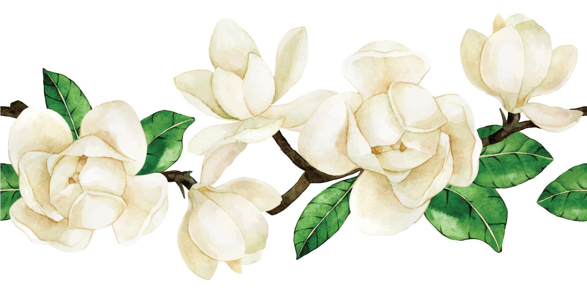 disegno ad acquerello. bordo senza cuciture con fiori di magnolia bianca. stampa vintage, delicato motivo di fiori di magnolia vettore
