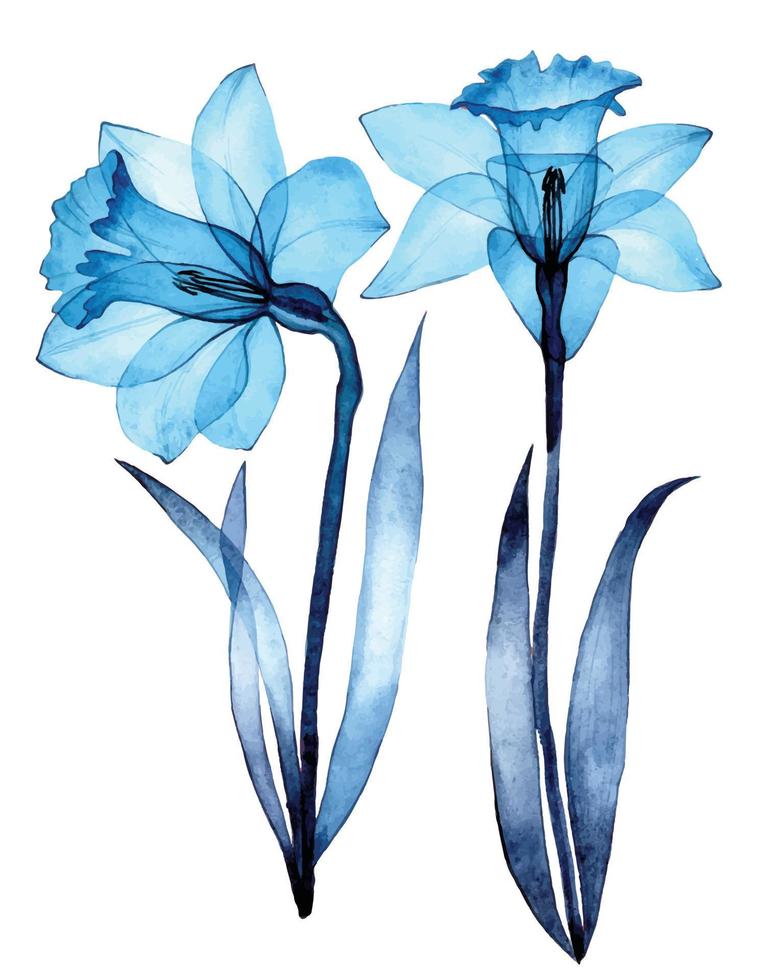 disegno ad acquerello. fiori trasparenti di narcisa. set di fiori primaverili narcisi blu trasparenti su sfondo bianco. raggi X vettore