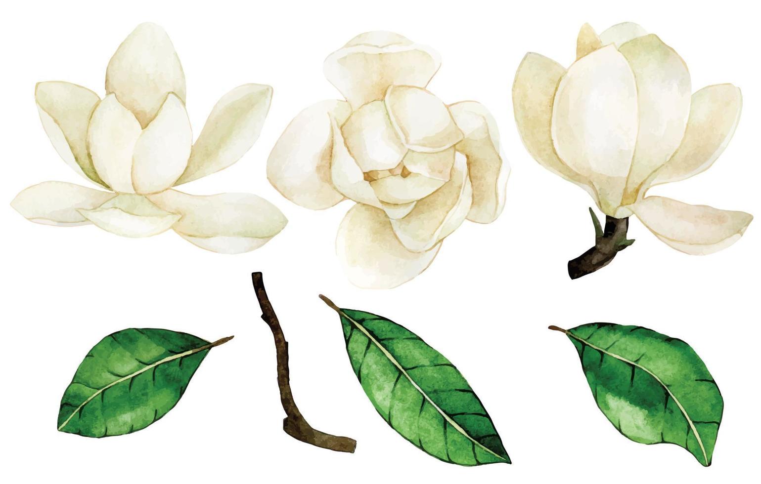 disegno ad acquerello. set di fiori e foglie di magnolia. vintage delicato disegno bianco fiori di magnolia vettore