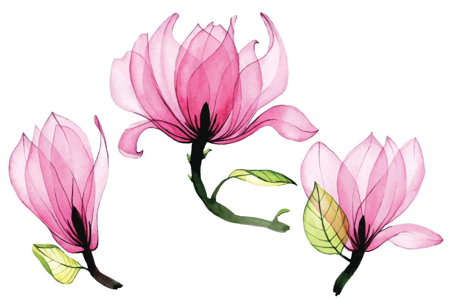 set acquerello di fiori di magnolia trasparenti. raccolta di fiori di magnolia rosa isolati su sfondo bianco. disegno vintage, elementi per matrimonio dal design delicato, invito, congratulazioni vettore