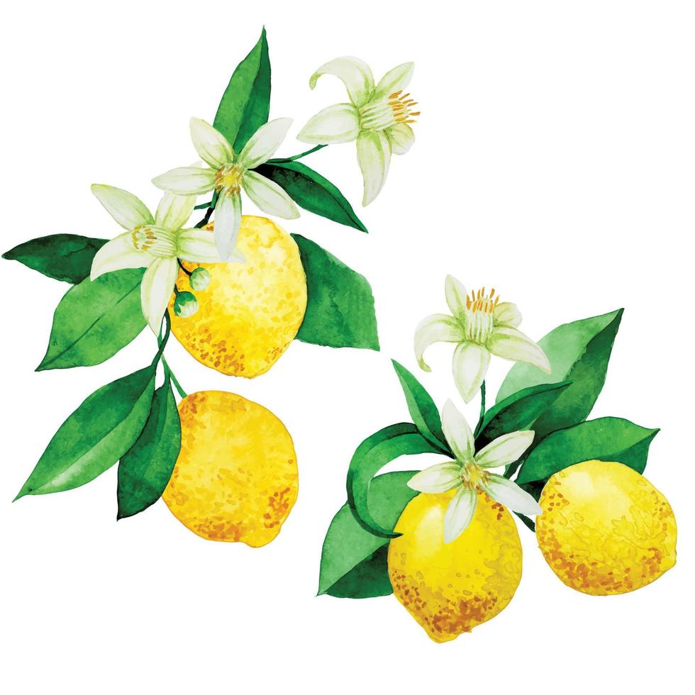 disegno ad acquerello. set di mazzi, composizioni con limoni. fiori, foglie e frutti di limone. design vintage vettore