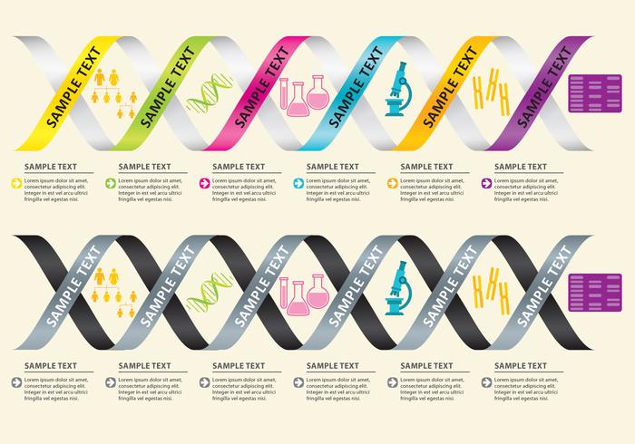 Vettori di infografica del DNA