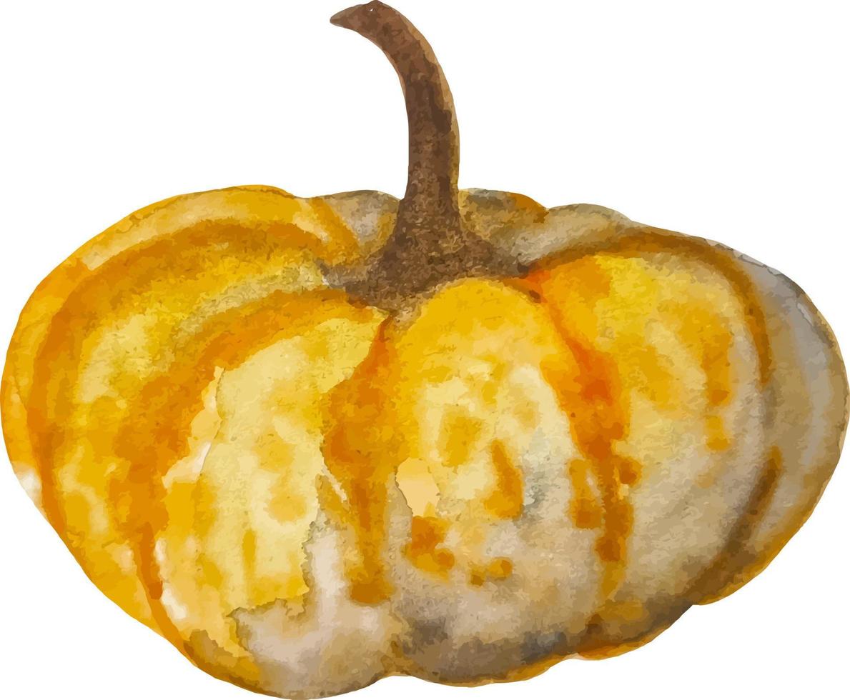 zucca disegnata a mano dell'acquerello isolata su fondo bianco vettore