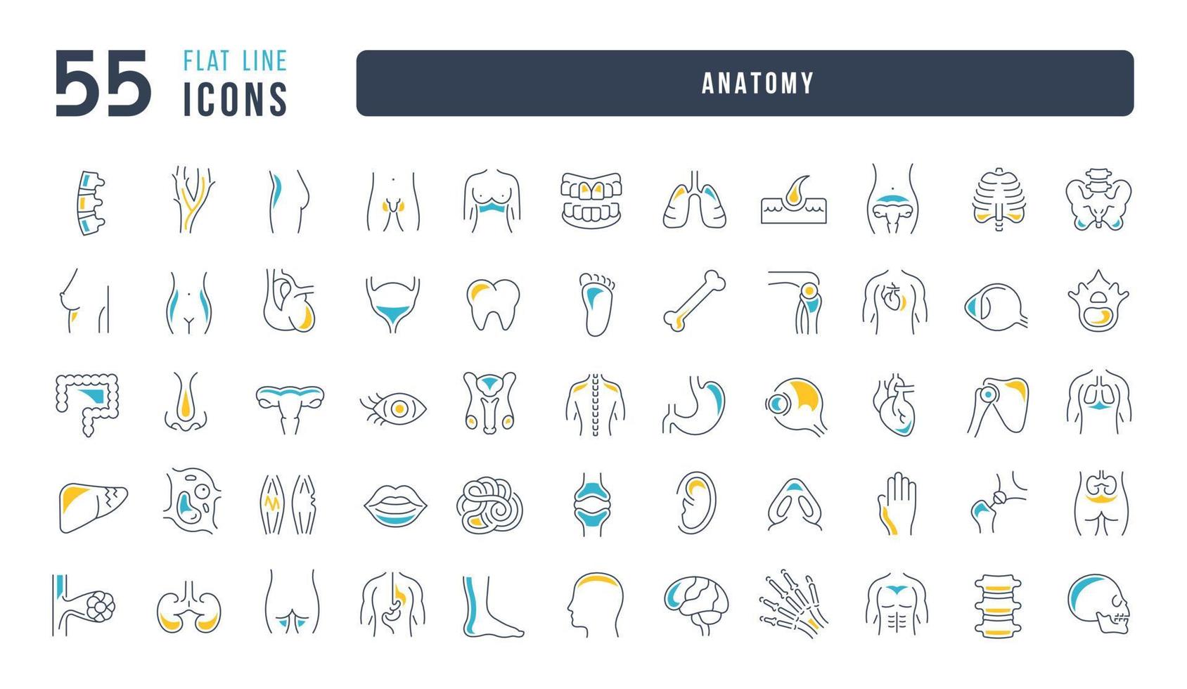 set di icone lineari di anatomia vettore