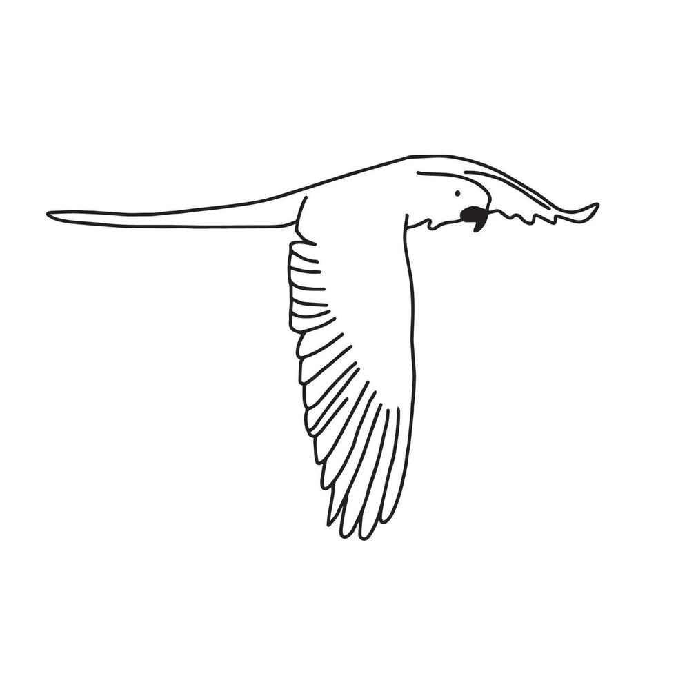 disegnato a mano di volo dell'uccello. schizzo in bianco e nero vintage esotico uccello tropicale pappagallo ara volante illustrazione vettore. isolato su bianco. utilizzare per spiagge esotiche, matrimoni, feste vettore