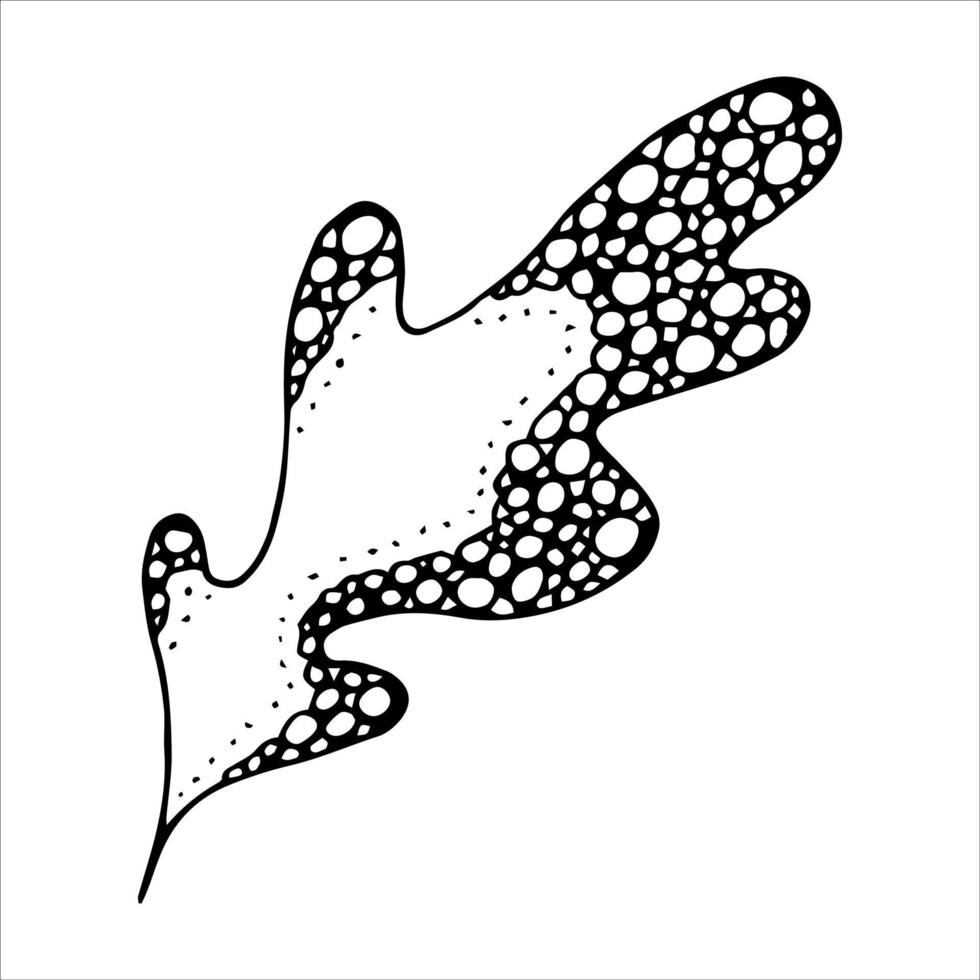 foglia di quercia disegnata a mano di vettore. illustrazione autunnale. clipart botaniche dettagliate. vettore