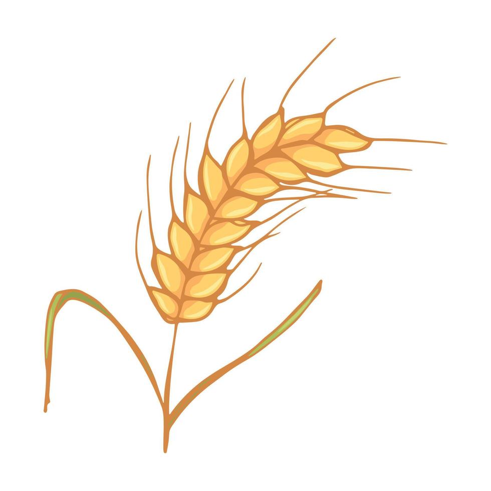 illustrazione di doodle di grano disegnato a mano di vettore. clipart raccolto carino. prodotto del mercato agricolo. vettore