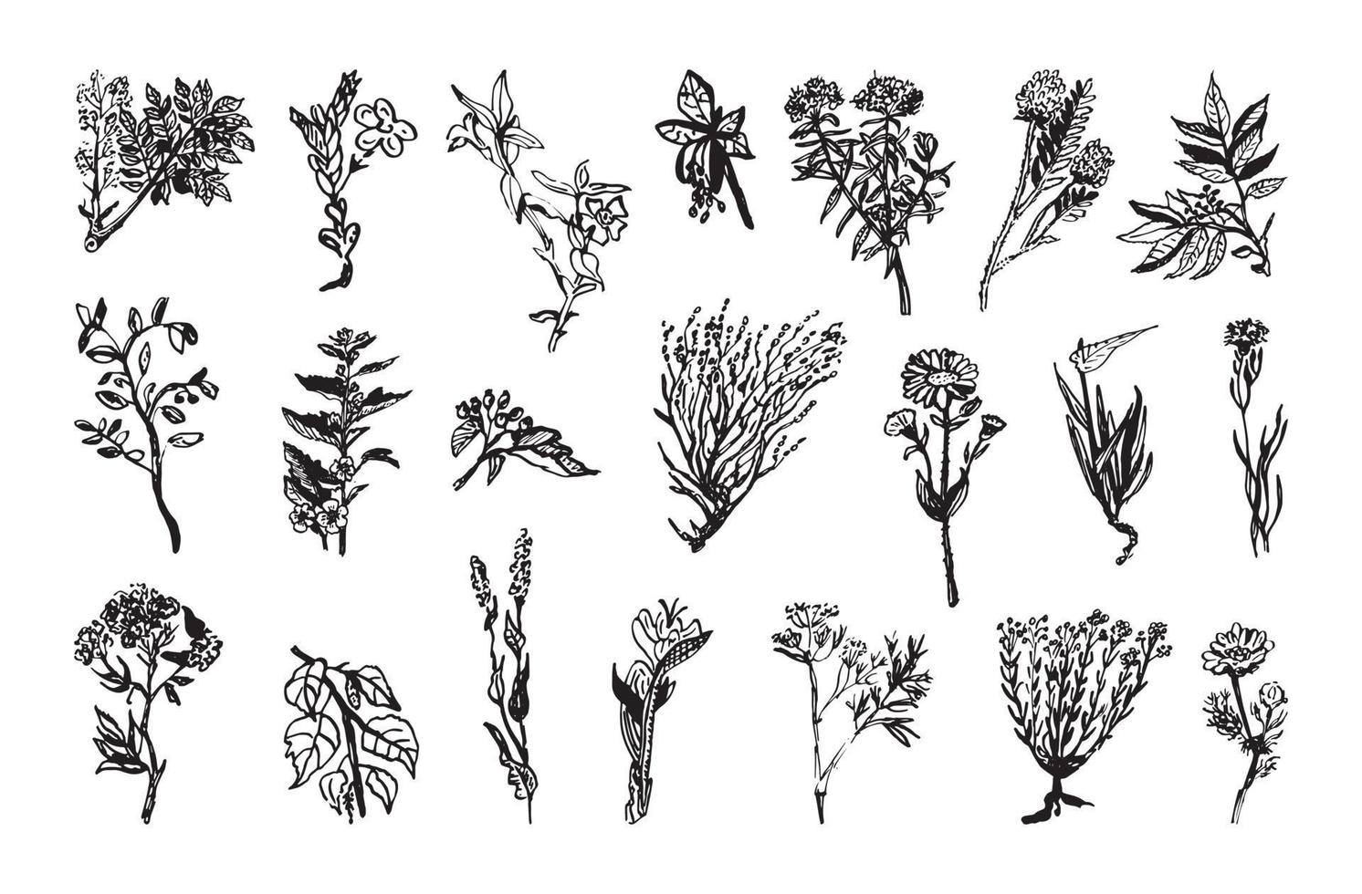 illustrazioni di piante medicinali in stile inchiostro artistico vettore