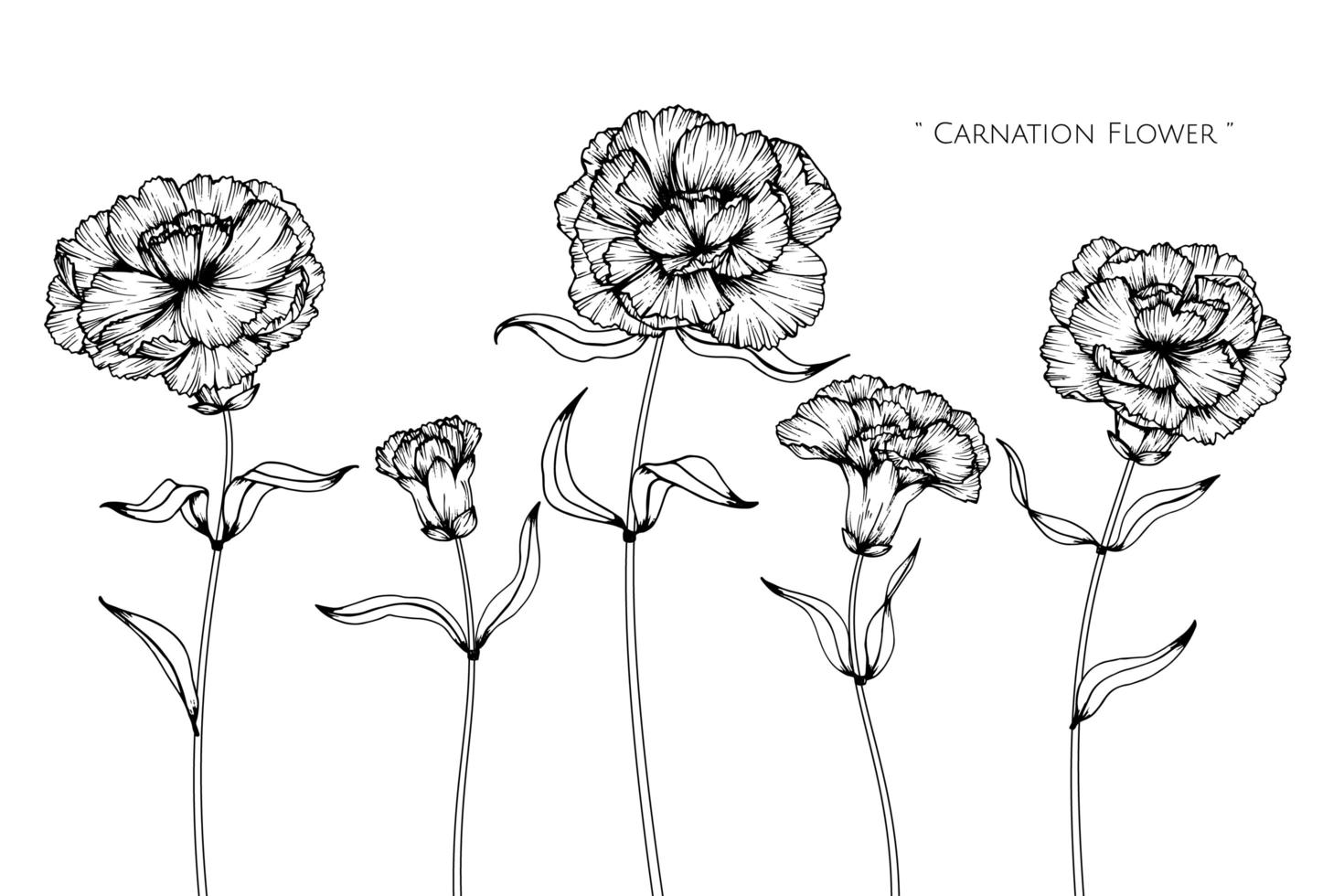 disegni disegnati a mano di fiori e foglie di garofano vettore