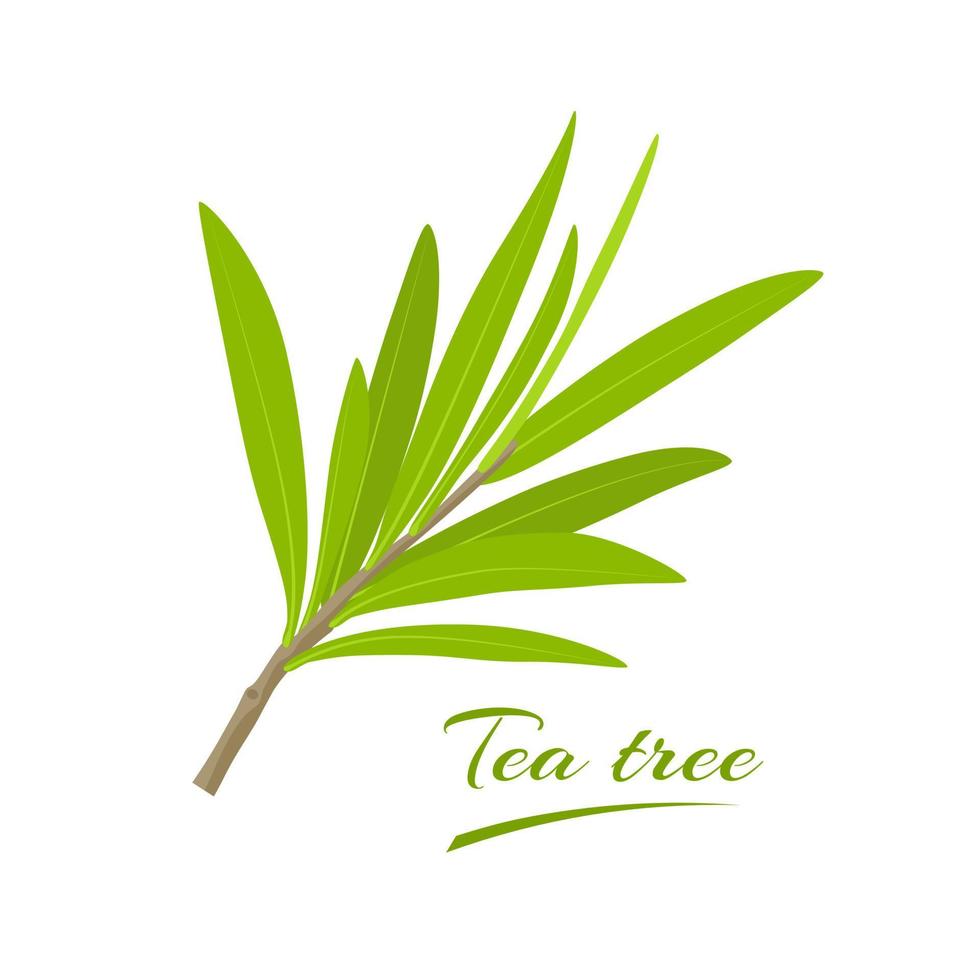 illustrazione vettoriale, foglie di tea tree o melaleuca alternifolia, isolate su sfondo bianco vettore