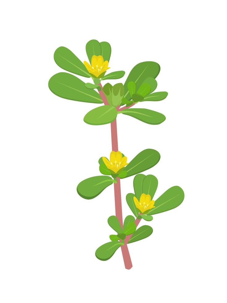 illustrazione vettoriale, portulaca oleracea o portulaca comune, noto anche come piccolo panace, isolato su sfondo bianco vettore