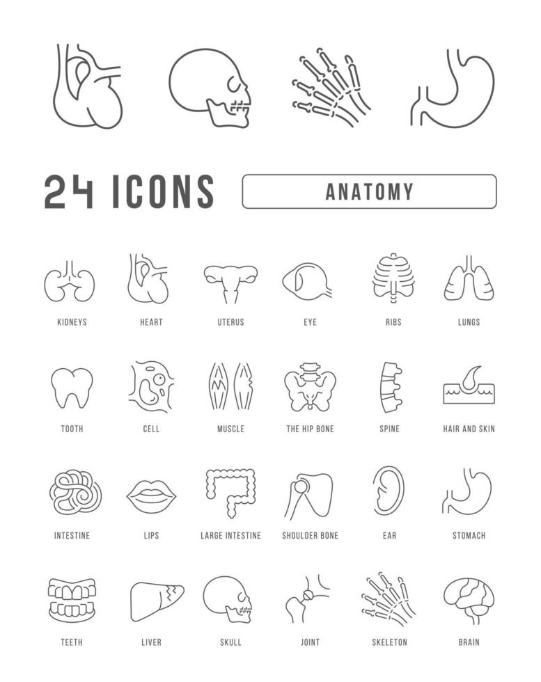 set di icone lineari di anatomia vettore