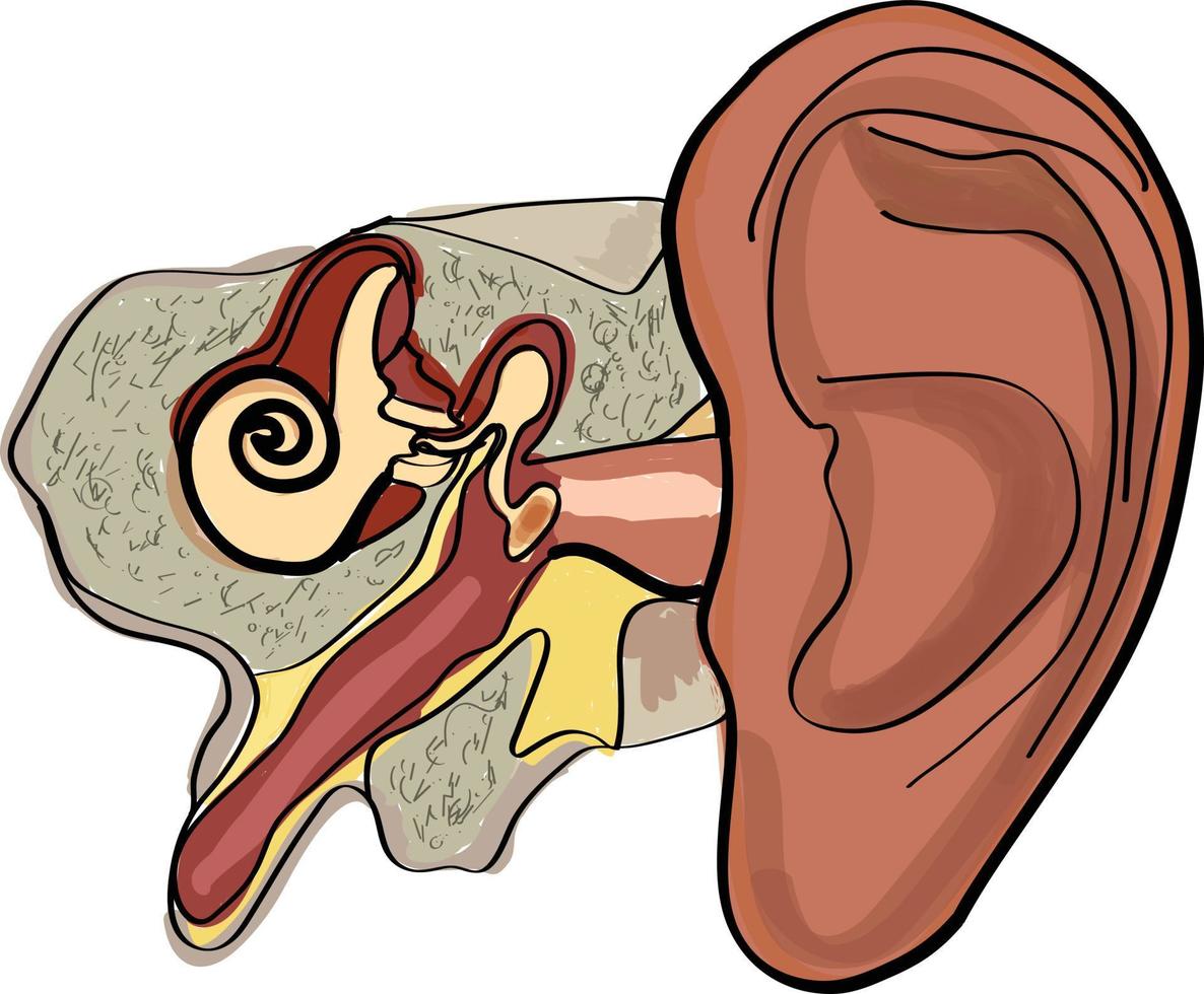 illustrazione vettoriale disegnata a mano di anatomia dell'orecchio