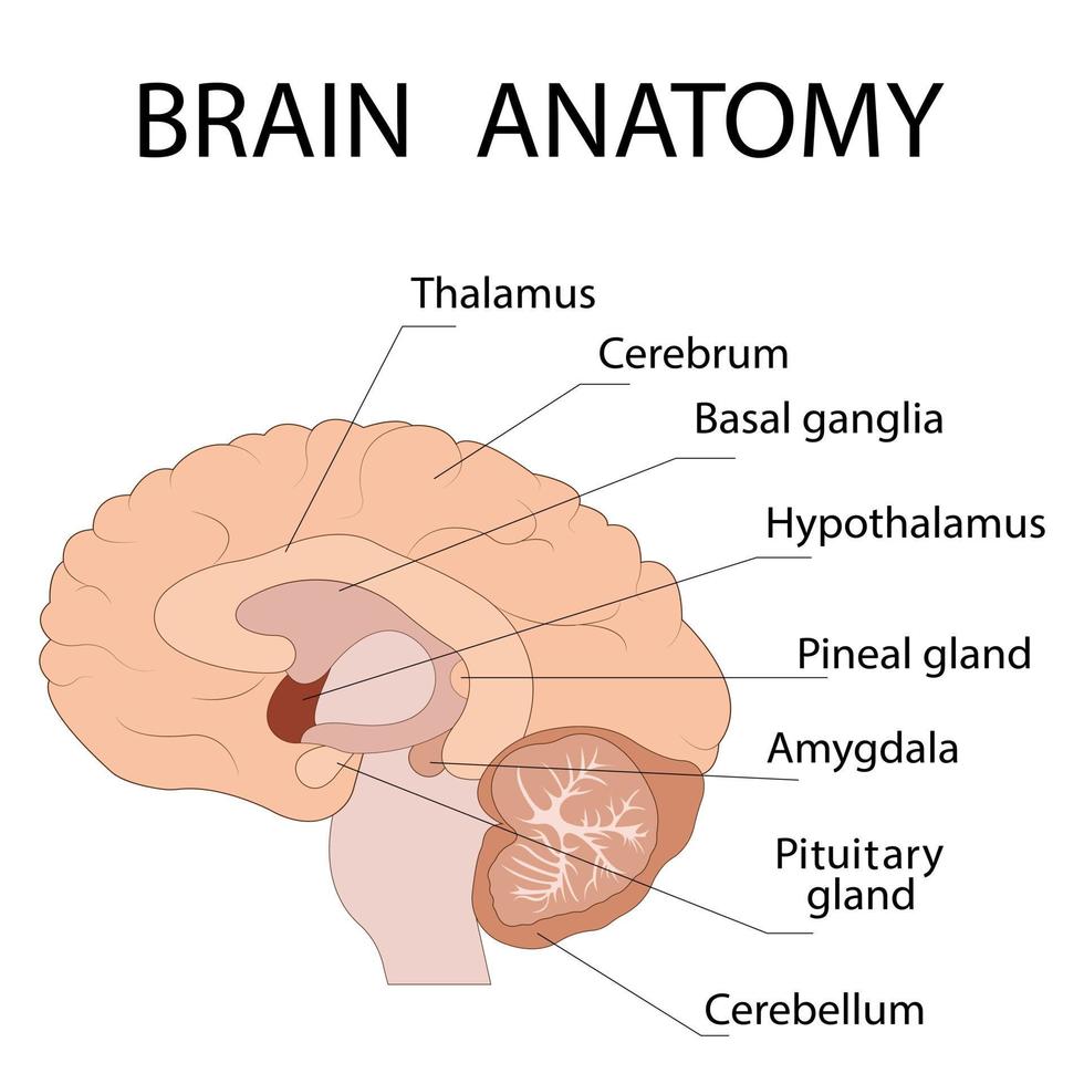 sezione trasversale di ioni cerebrali che mostra le strutture principali e la posizione dei gangli della base. vettore