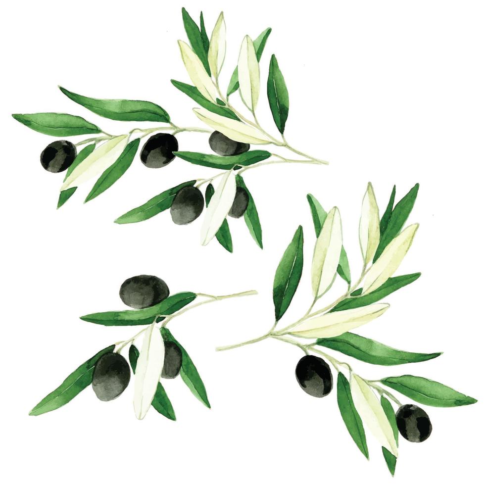 set da disegno ad acquerello di ramoscelli, foglie, frutti di oliva. disegno a mano realistico isolato su sfondo bianco lusinghiero oliva con olive nere. progettare prodotti naturali, olio d'oliva, cosmetici. vettore