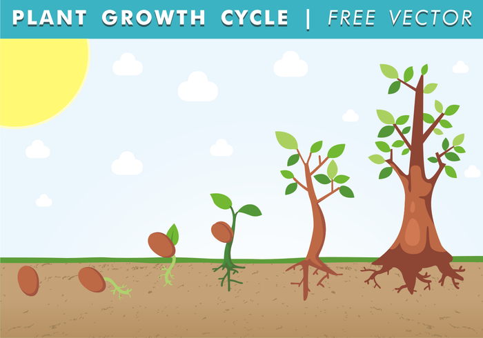 Ciclo di crescita delle piante vettoriali gratis