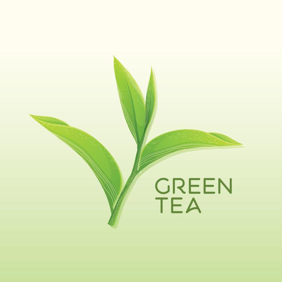 illustrazione vettoriale di foglie di tè verde