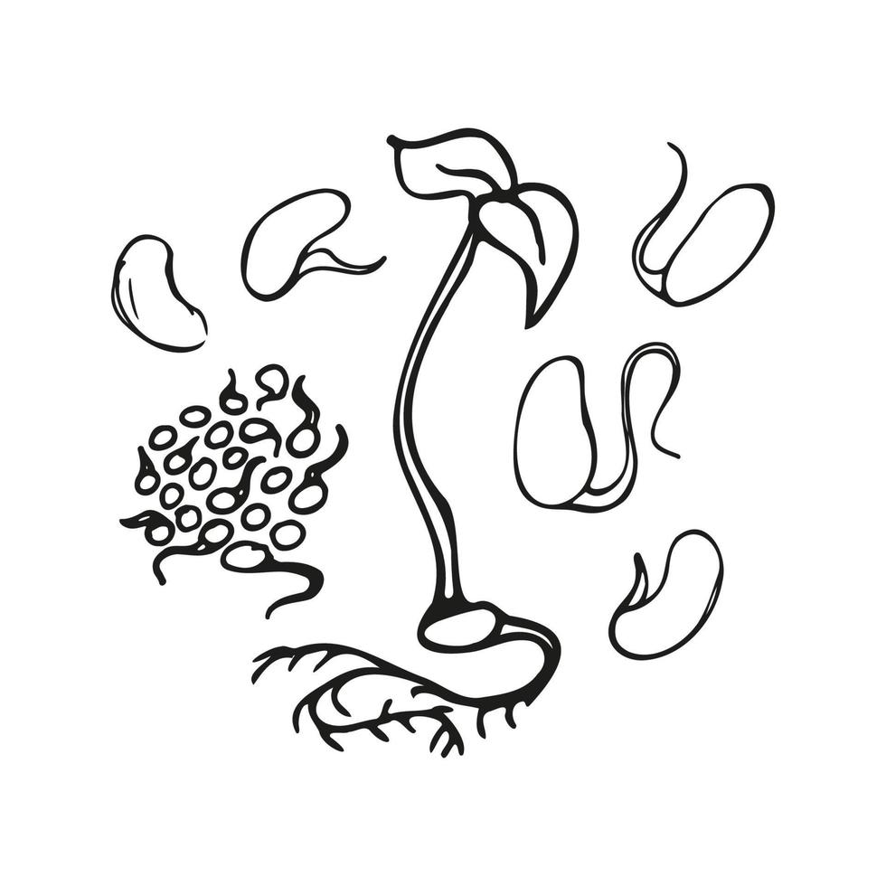 illustrazione di doodle di piselli e fagioli microgreens. arte di schizzo disegnato a mano di vettore. vettore