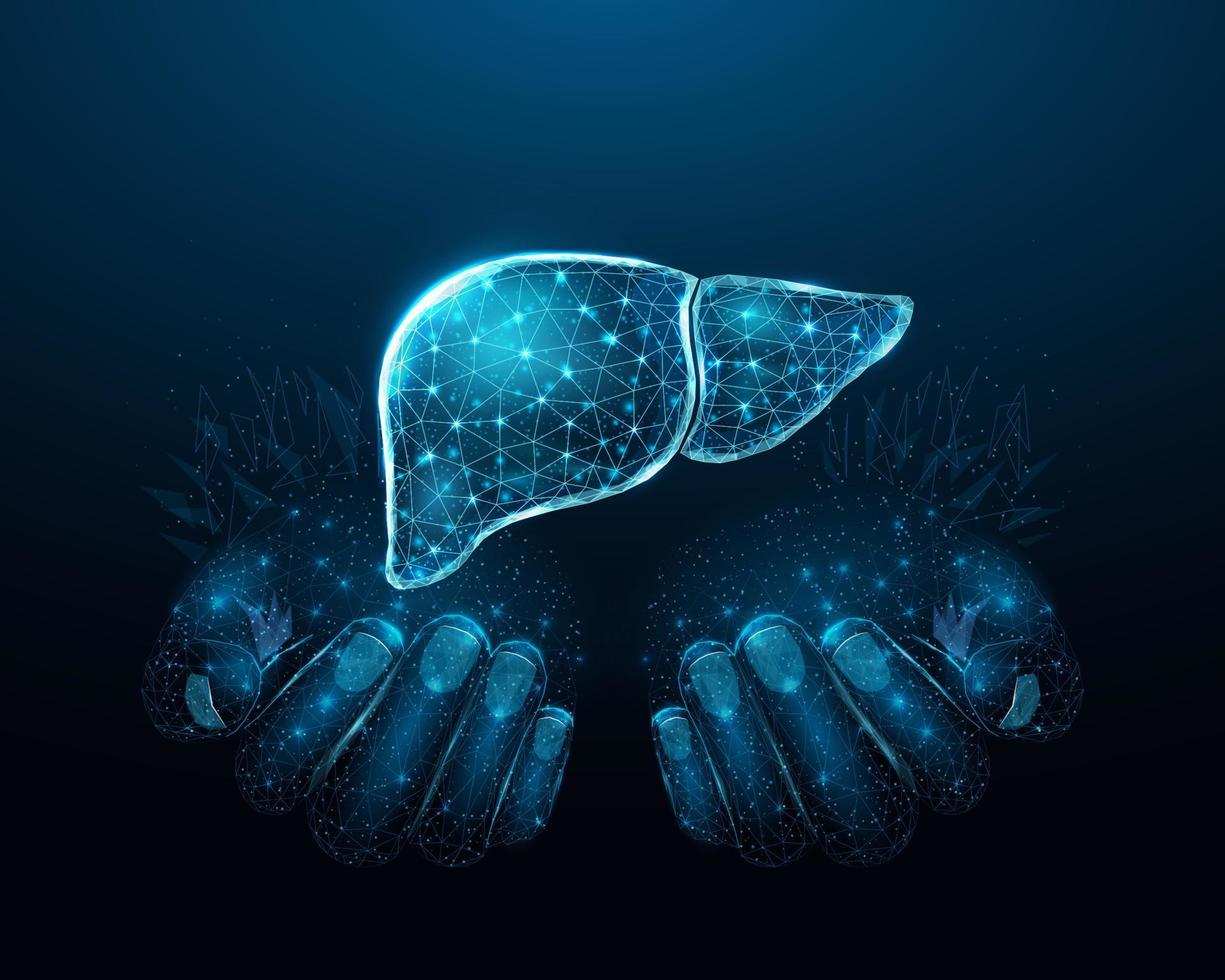 due mani umane tengono il fegato umano. sostenere il concetto di fegato sano. wireframe incandescente low poly design su sfondo blu scuro. illustrazione vettoriale futuristica astratta.