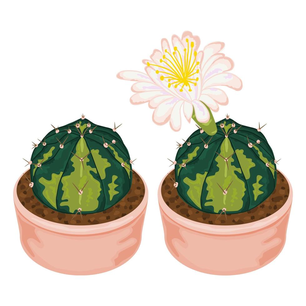 illustrazione di un cactus. vettore decorativo.