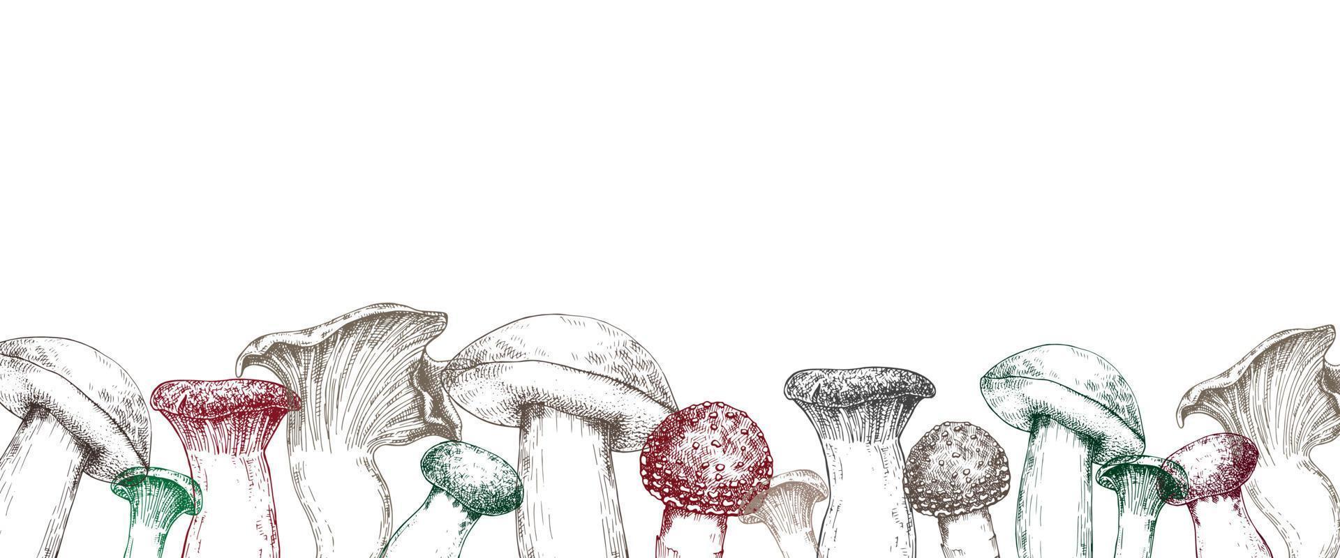 illustrazione vettoriale, confine con funghi. funghi disegnati in stile vintage, grafica isolata su sfondo bianco vettore