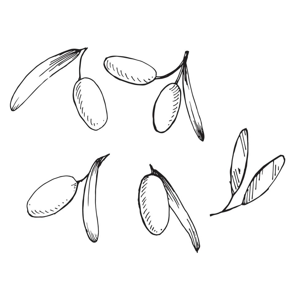 stock illustrazione grafica vettoriale. set isolato su sfondo bianco frutti e foglie di olive. disegno a mano con una linea del grafico. vettore