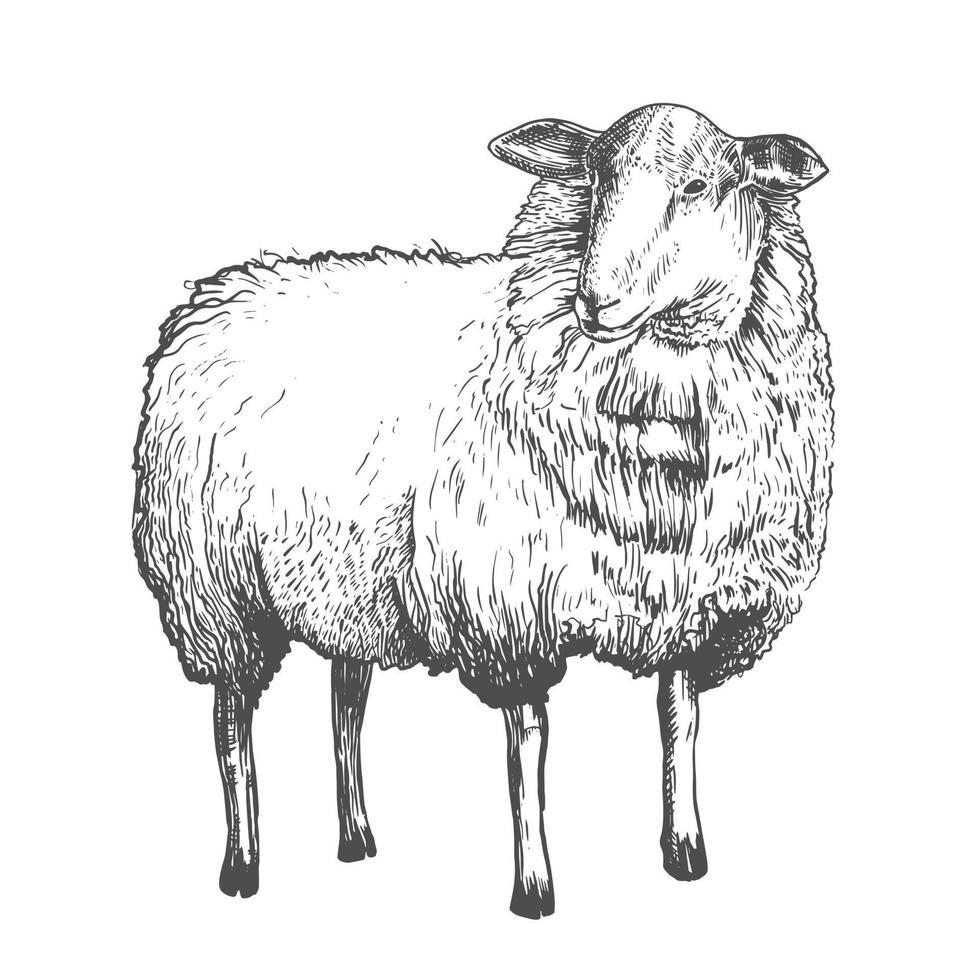 disegno vettoriale di una pecora. vintage pecore realistiche disegno, incisione, grafica. tema agricolo, zootecnia
