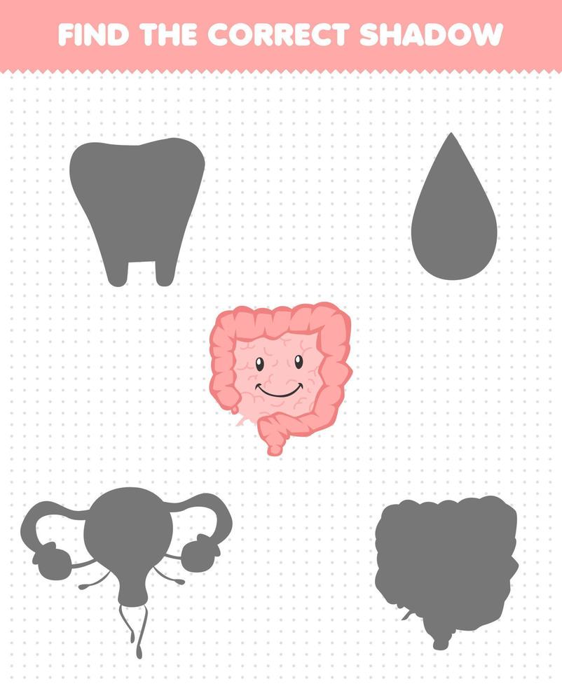 gioco educativo per bambini trova il set di ombre corretto dell'intestino dell'organo umano simpatico cartone animato vettore