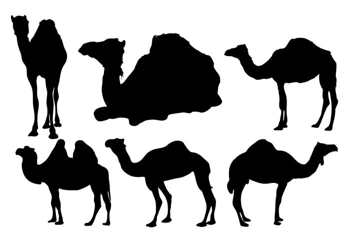 Camel Silhouette vettoriali gratis