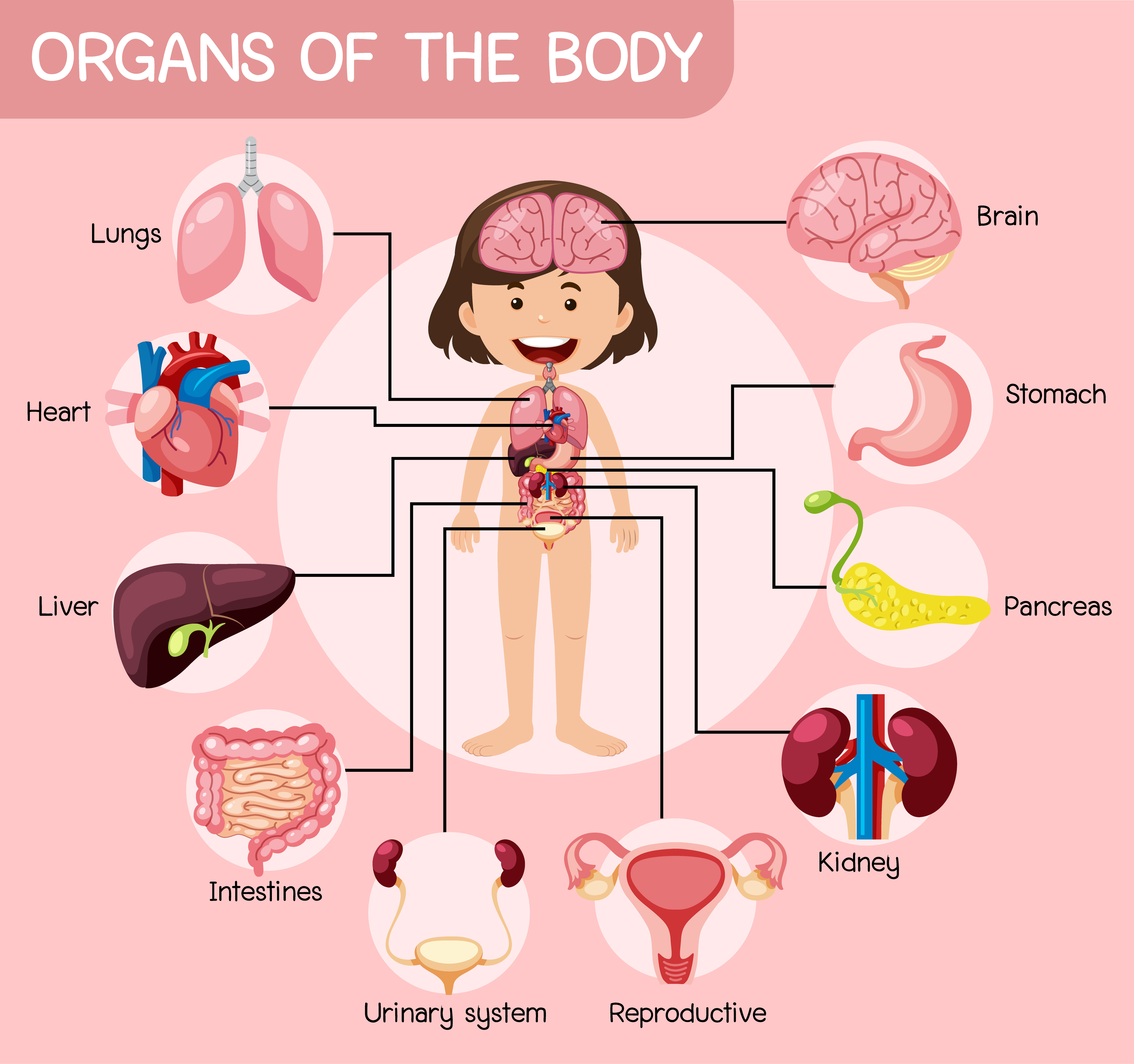 organi del poster di anatomia del corpo 1434045 Arte vettoriale a