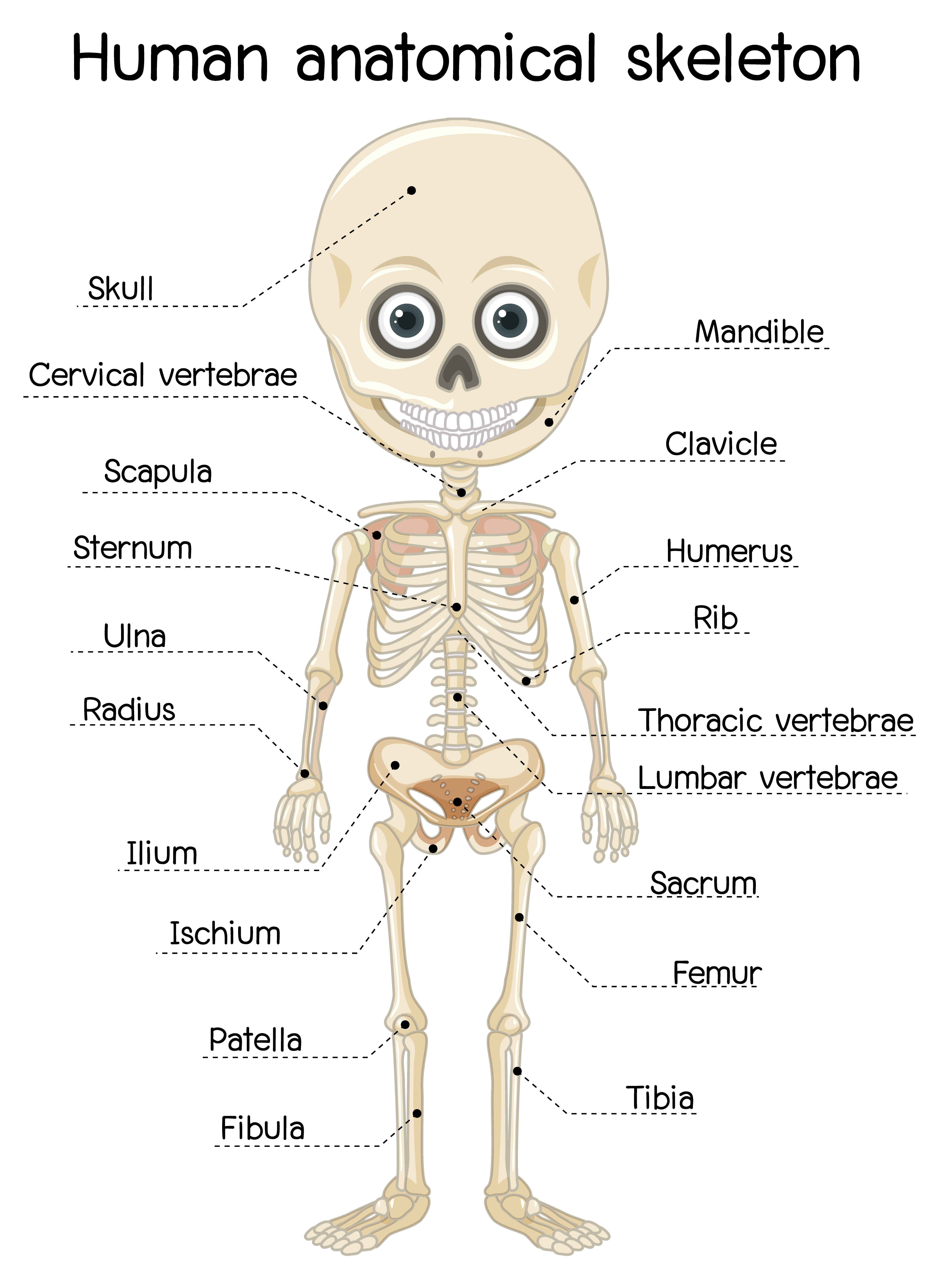 scheletro anatomico umano con etichetta 1610487 Arte vettoriale a