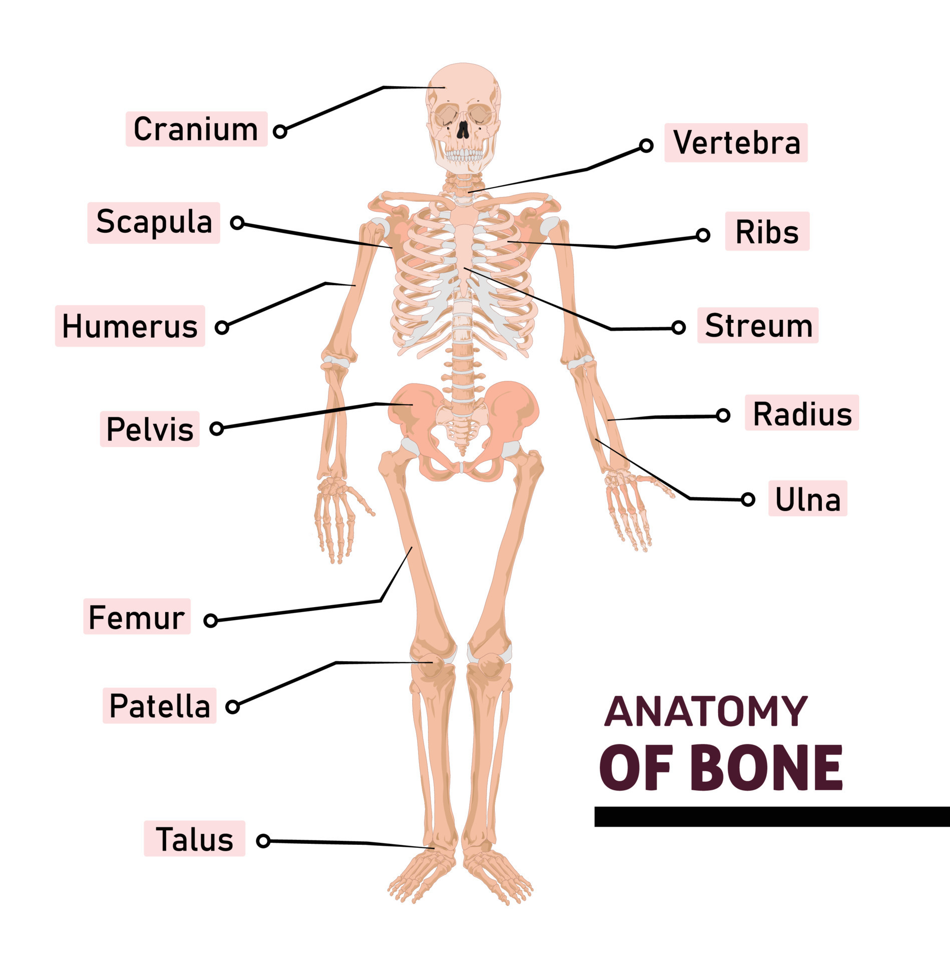 anatomia di umano osso con nome di tutti parti. diagramma o