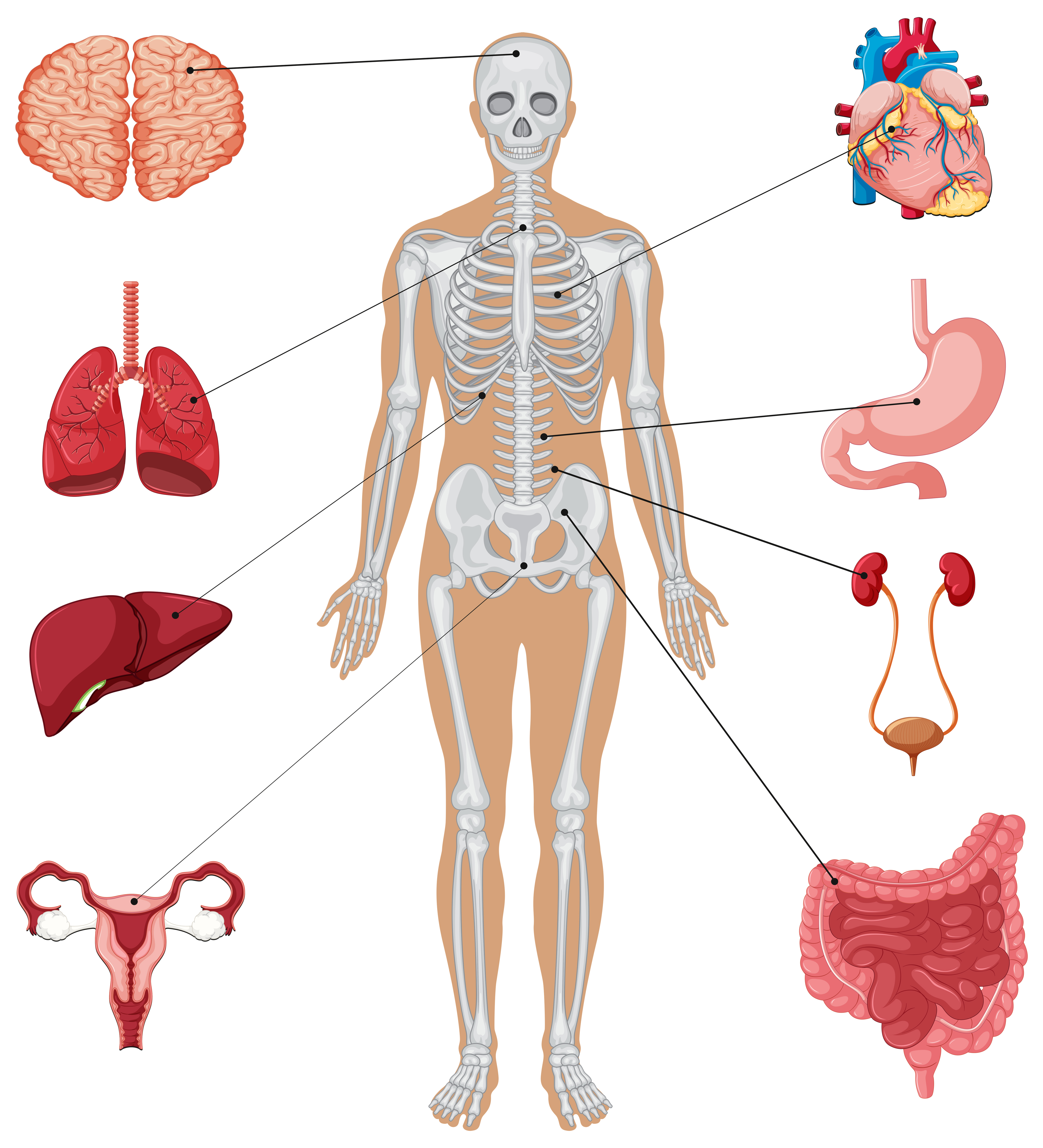 Anatomia Umana Con Diversi Organi Interni Scarica Immagini Vettoriali Gratis Grafica Vettoriale E Disegno Modelli