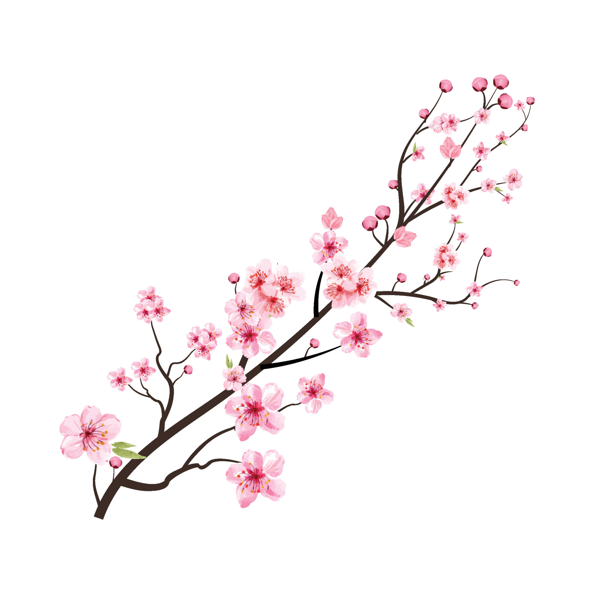 fiore di ciliegio con fiore di sakura acquerello che sboccia
