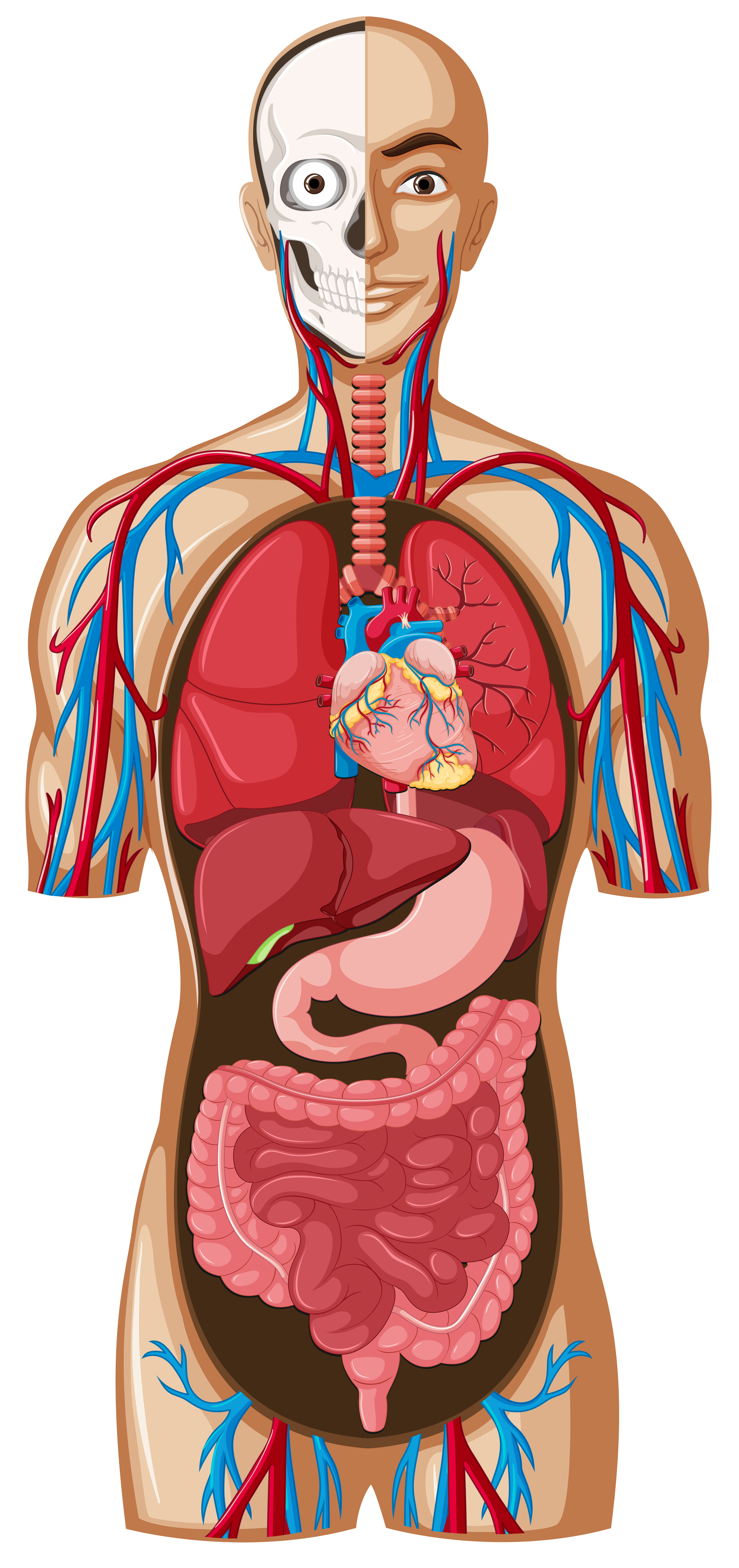 Anatomia umana su sfondo bianco 550059 Arte vettoriale a Vecteezy