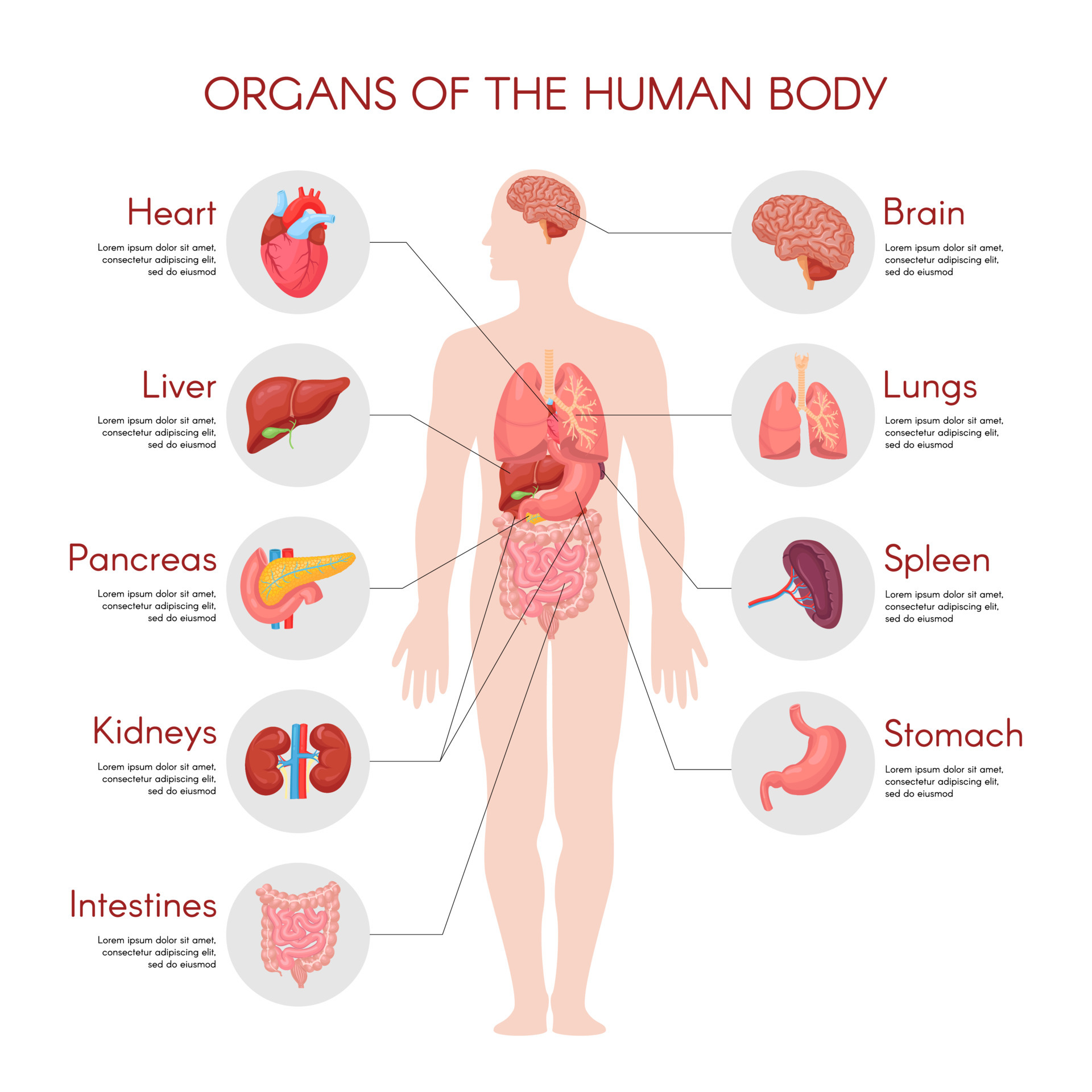 elementi infografici di anatomia umana con set di organi interni isolati su  sfondo bianco e collocati nel corpo maschile. 6922309 Arte vettoriale a  Vecteezy