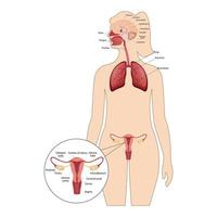 un sistema riproduttivo femminile con la designazione delle parti principali. apparato respiratorio umano, polmoni, alveoli. anatomia della farfalla nasale della laringe. vettore