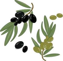 illustrazione di olive nere e verdi vettore