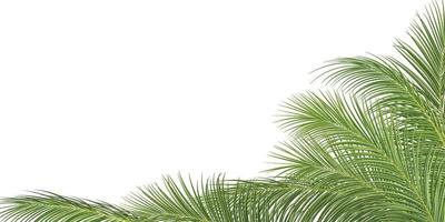 ramo di palma, foglia di cocco, pianta tropicale vettore
