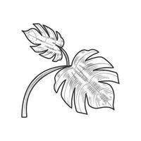 foglie di palma botaniche vettore