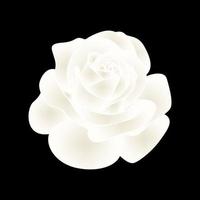illustrazione vettoriale di fiori di rosa bianca
