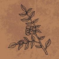 foglia botanica doodle linea arte di fiori selvatici. illustrazione vettoriale disegnata a mano. contorno floreale vintage. adatto per carta da parati, poster, adesivi, contenuti social media