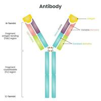 diagramma vettoriale della struttura dell'anticorpo