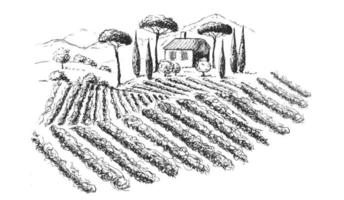 paesaggio di piantagioni di vite. illustrazione vettoriale disegnata a mano.