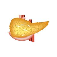 organo umano del pancreas vettore