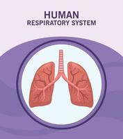 sistema respiratorio umano vettore