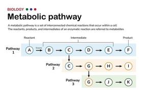 diagramma scientifico illustra la spiegazione e il concetto di via metabolica nel metabolismo cellulare dell'organismo vivente vettore