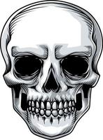illustrazione di riserva di vettore del cranio premium su sfondo bianco
