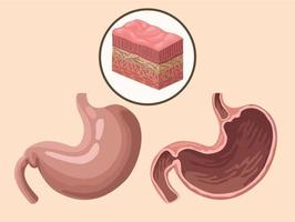 stomaci tessuti organi realistici vettore