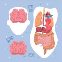 organi e cervelli umani vettore